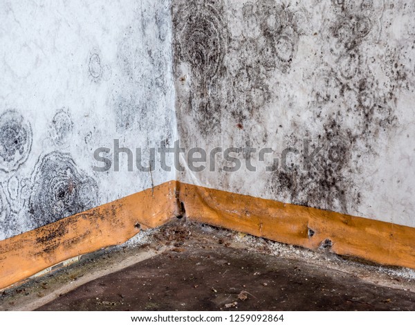 Mould On Wallpaper Stock Photo 1259092864 | Shutterstock