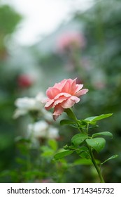 Moulin De La Galette Rose