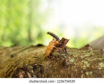 Moult of cicada with natural bokeh background. Close up of the full molting cicada slough on the tree after slough off the shell. Cicadae Periostracum or Cicada Slough as a herb food of china.