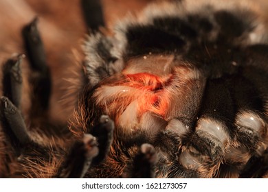 Moulting Big Grammostola Rosea Spider