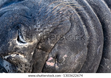 Similar – kuschelzeit Küste Farbfoto