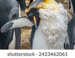 Moulting king penguin scratching its old feathers, Lagoon Bluff, Stanley, Falkland Islands (Islas Malvinas), UK