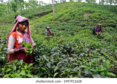 Moulvibazar, Bangladesh - June 19, 2021: Women Workers Pick Tea Leaves From A Tea Garden At Srimangal In Moulvibazar. Srimangal Is Called The Tea Capital Of Bangladesh.