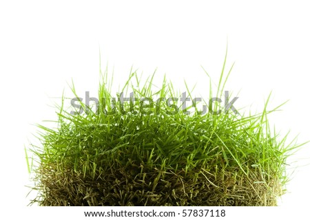Mound of wet Zoysia grass isolated on white background