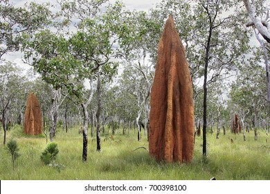 Australia Termites Images Stock Photos Vectors Shutterstock