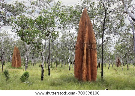 Mound-building termites nests in Northern Australia