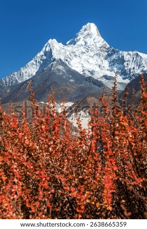 Mount Ama Dablam within clouds and red bush, way to Mt Everest base camp, Khumbu valley, Sagarmatha national park, Everest area, Nepal Himalaya mountain