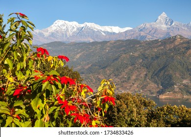 Mount Annapurna With Red Flowers, Annapurna Himal, Nepal Himalayas Mountains