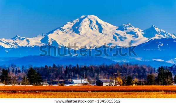 Mount\
Baker, a dormant volcano in Washington State viewed from the\
Blueberry Fields of Glen Valley near Abbotsford British Columbia,\
Canada under clear blue sky on a nice winter\
day
