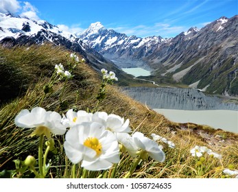 Mount Cook Wildflowers