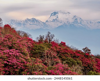 Mount Dhaulagiri and rhododendron forest in Nepal