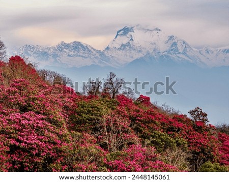Mount Dhaulagiri and rhododendron forest in Nepal