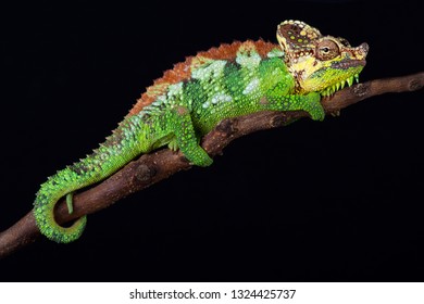 Mount Elgon Chameleon (Trioceros Hoehnelii Altaeelgonis)