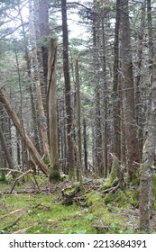 Mount Equinox, Vermont, USA Trees  Nature