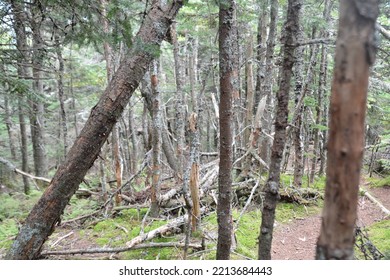 Mount Equinox, Vermont, USA Trees  Nature