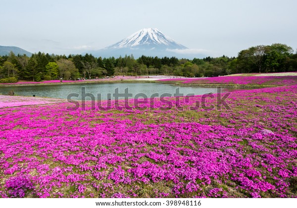 Mount Fuji Carpet Pink Flowers Stock Photo Edit Now 398948116