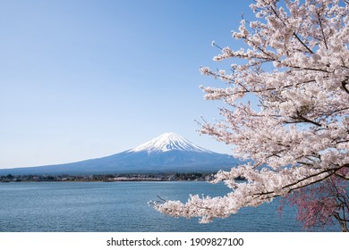 Mount Fuji And Cherry Blossom Tree In Front Of Blue Sky 