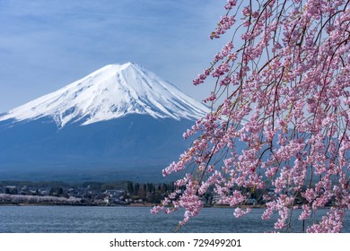 Mount Fuji and cherry blossoms

