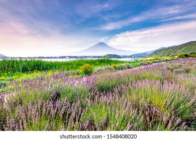 Mount Fuji And Lavender Field In Summer At Oishi Park, Kawaguchiko Lake, Japan