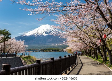 Mount Fuji And Sakura Cherry Blossom In Japan Spring Season