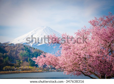 Mount Fuji and sakura in spring at Kawaguchiko, japan. Cherry blossom Sakura . 