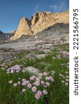 Mount Helen and field of purple Asters growing in Upper Titcomb Basin, Bridger Wilderness, Wind River Range, Wyoming.