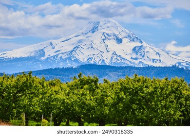 Mount Hood Snow-Capped Peak with Lush Orchard View - Powered by Shutterstock