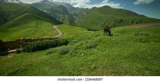Mount Kazbek or Mount Kazbegi in Stepantsminda, Georgia daylight shot in summer  with wild horses in foreground and clouds in the sky in background