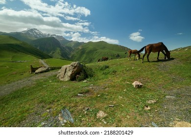 Mount Kazbek or Mount Kazbegi in Stepantsminda, Georgia daylight shot in summer  with wild horses in foreground and clouds in the sky in background