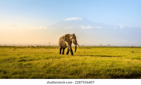 Mount Kilimanjaro with an elephant walking across the foreground. Amboseli national park, Kenya. - Powered by Shutterstock