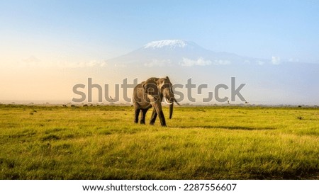 Mount Kilimanjaro with an elephant walking across the foreground. Amboseli national park, Kenya.