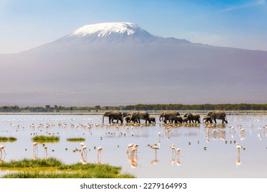 Mount Kilimanjaro with a herd of elephants walking across the foreground. Amboseli national park, Kenya. - Shutterstock ID 2279164993