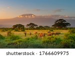 Mount Killimanjaro in Morning light, Amboseli, Kenya