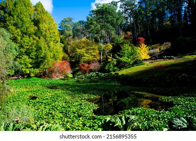 Mount Lofty Botanic Garden - South Australia - Shutterstock ID 2156895355