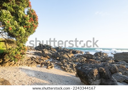 Mount Maunganui landscape view across rocky foreshore to sea and horizon and pohutukawa tree with bright red flower at sunrise at Tauranga New Zealand.