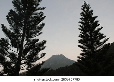 Mount Panderman in the midst of pine trees