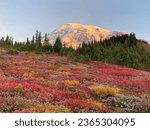 Mount Rainier with fall colors