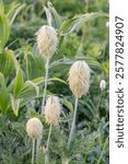 Mount Rainier National Park, Washington, United States. Furry seed heads of Western Anemone, also known as Pasqueflower.