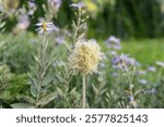 Mount Rainier National Park, Washington, United States. Furry seed heads of Western Anemone, also known as Pasqueflower.