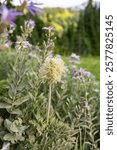 Mount Rainier National Park, Washington, United States. Furry seed heads of Western Anemone, also known as Pasqueflower.