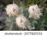 Mount Rainier National Park, Washington, United States. Furry seed heads of Western Anemone, also known as Pasqueflower.