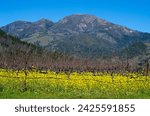 Mount Saint Helena behind mustard in dormant vineyard