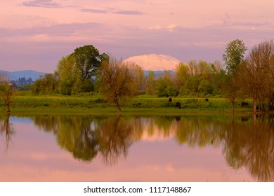 Mount Saint Helens Reflection With Cattle Cows Grazing By The Water In Sauvie Island During Sunset