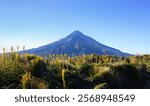 Mount Taranaki with wild yellow flowers in the foreground. Egmont National Park. New Zealand. 