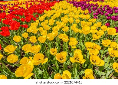 Mount Vernon, Washington State, USA. Tulip Garden.