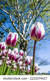 Mount Vernon, Washington State, USA. Tulip Garden.