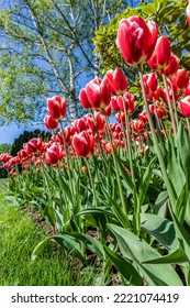 Mount Vernon, Washington State, USA. Tulip Garden.