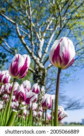 Mount Vernon, Washington, USA. Tulip Garden.