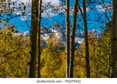 Mount Wilson Through Aspens - Colorado