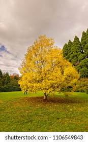 Mount Wilson/New South Wales/Australia - 29/04/2018: Beautiful autumn color - Shutterstock ID 1106549843